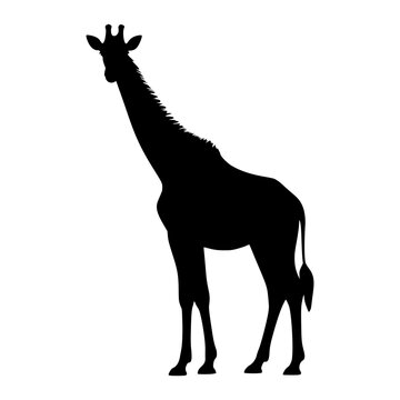 Standing Giraffe