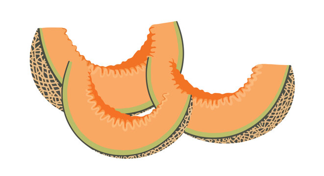 Slices of Fresh Cantaloupe Melon Vector Illustration