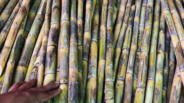 close up of harvested sugarcane bundles displaying natural texture and rural farming concept