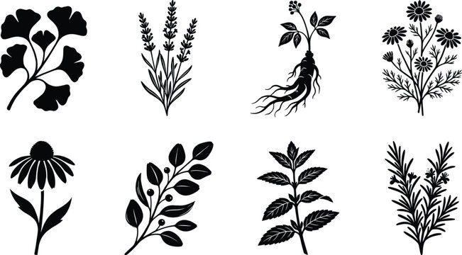 Collection of Herbal Plant Silhouettes Featuring Ginkgo, Lavender, Ginseng, Chamomile, Mint, Rosemary, and Echinacea