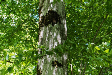 Fototapeta premium Close Up of Oriental Beech Tree Trunk with Smooth Grey Bark and Green Moss, Fagus Orientalis Forest Canopy, Caucasus Nature Reserve Botanical Forestry Landscape