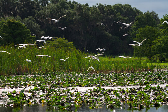 Flock of Wading Birds Taking Flight Over Wetland Marsh with Lily Pads, Florida