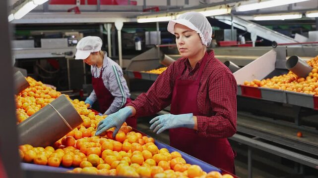 High angle view of group of people working in citrus processing factory. Female workers sorting tangerines on conveyor line, young man helper stacking boxes of selected fruits. High quality 4k footage