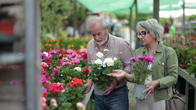 Elderly couple selects and purchases potted geranium flowers at a flower supermarket. High quality 4k footage