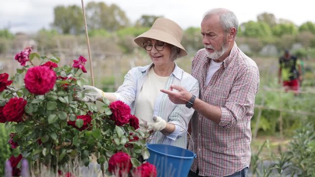 Elderly man and woman stand near blooming roses, they communicate with each other and offer fertilizer options. Senior couple admiring rose bush on their farm. High quality 4k footage