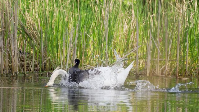 a mute swan and a coot on a pond