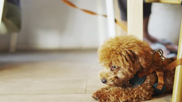 Cute brown toy poodle lying alone on an indoor floor looking sad and lonely. A close up selective focus portrait in morning daylight highlighting a loyal best friend waiting patiently.