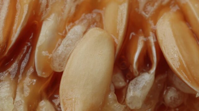 Honeydew melon and seeds close up rotating camera motion stock footage