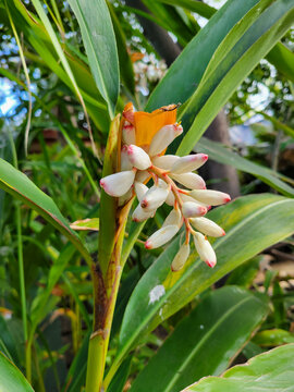 Shell Ginger Plant, Alpinia Zerumbet, Showcasing Elegant White and Pink Flowers Captured in San Diego, California