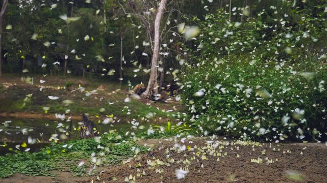 A group of beautiful yellow butterflies flying and perches to eat food and mineral water on the floor outdoors in the national park. Beauty in nature of butterfly species in Thailand in public park.