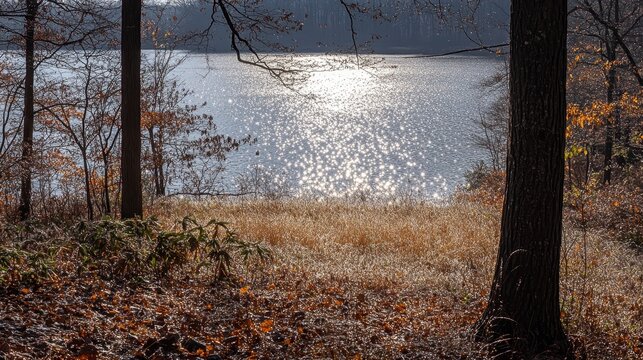 Sparkling sunlight illuminates a tranquil lake and grassy shore during an early morning.