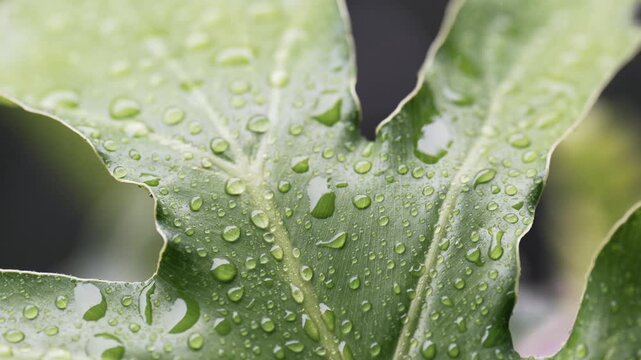 A tropical green philodendron leaf covered with fresh rain droplets moving gently in the wind during a rainfall