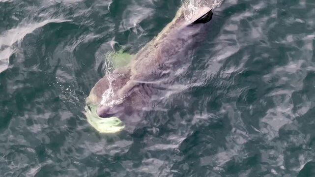 Aerial view of basking sharks in Donegal Bay - Ireland