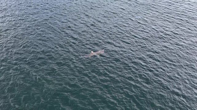 Aerial view of basking sharks in Donegal Bay - Ireland