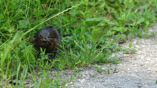 Common Blackbird Foraging and Gathering Multiple Worms in Grass 4K Wildlife Shot