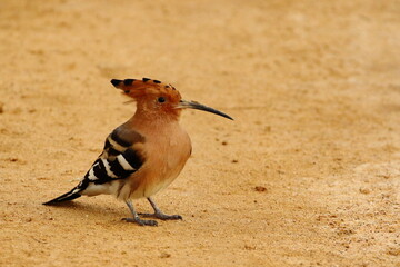 Nature wears a crown. 👑🐦 The Eurasian Hoopoe brings color, elegance, and character to Sri Lanka’s wild landscapes © Bandura