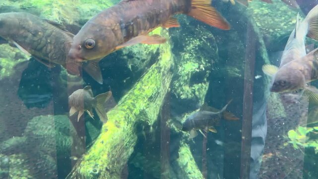 Common carp Cyprinus carpio swimming in freshwater habitat with algae covered aquatic plants and rocks. Freshwater fish
