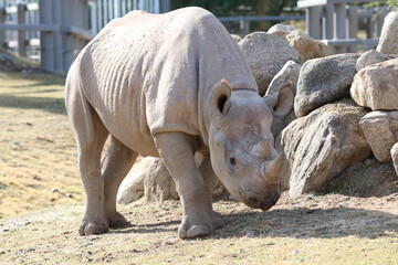 rhino in the zoo © Gabe schoff