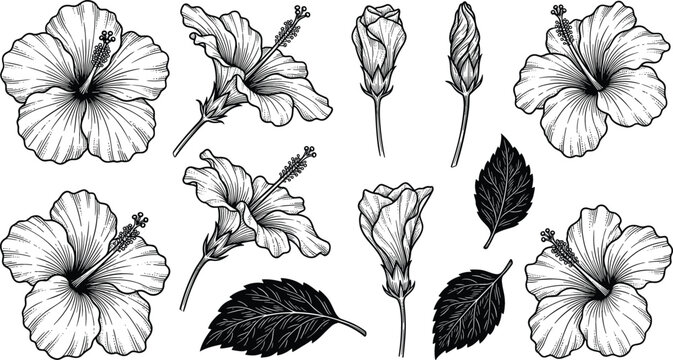 Retro monochrome mallow floral botanical collection with detailed exotic hibiscus heads realistic plant sprigs and rustic foliage clip art for summer layout design