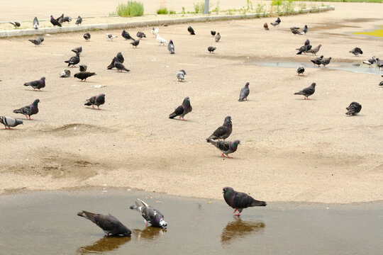 Large flock pigeons walking and drinking from water puddle on an open concrete city square.