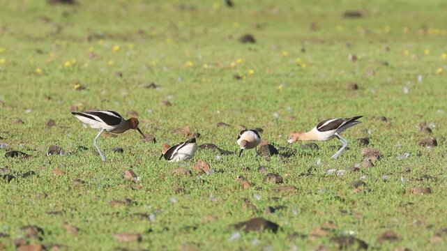 Two pairs of American avocets (Recurvirostra americana) engage in nest scraping behavior at Shugru Reservoir, Lassen County, California, slow motion breeding season footage.