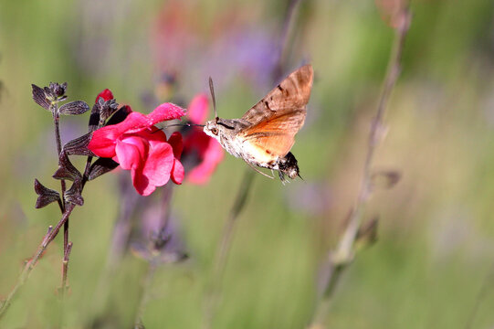 le sphinx colibri