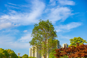Urban park trees and city skyline under blue sky © NguyenAnh