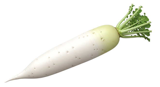 Fresh daikon radish isolated on white background