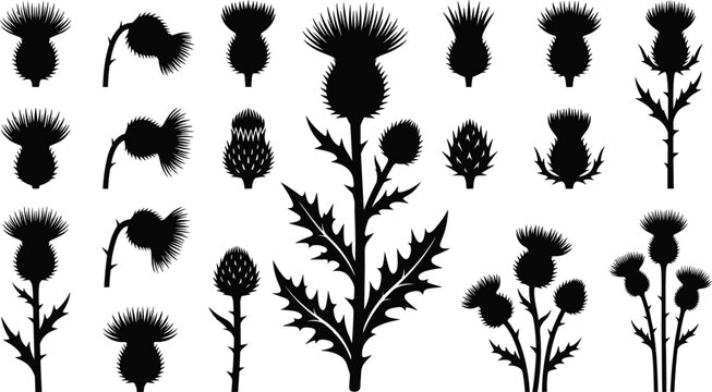 Scottish thistle blossom silhouette icons bundle with prickly meadow weeds organic cardoon spikes and herbal botanical plants for traditional logo graphic design