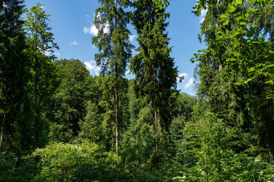 Dense green mixed forest beneath a blue summer sky
