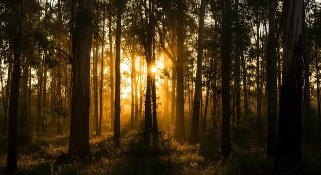 Golden sunlight shining through tall trees in a peaceful morning forest landscape