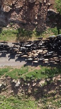 Goat herders moving along narrow road
