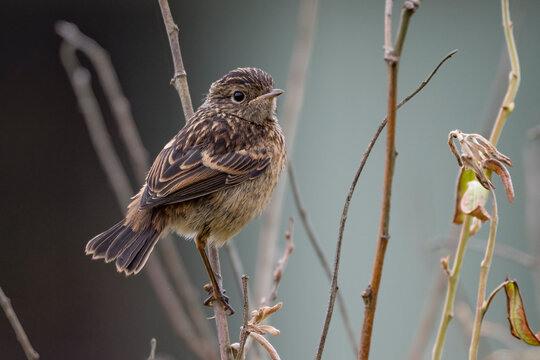 Juvenile stonechat on the South coast