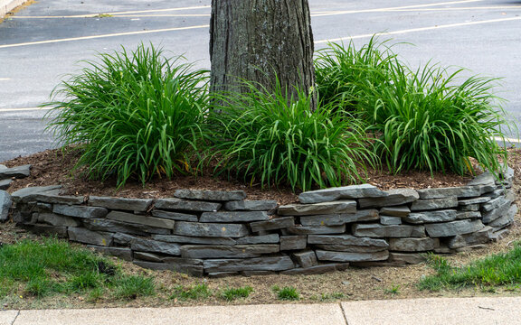 Lush green daylily plants thrive in a circular stone-stacked garden bed around a mature tree trunk, meticulously mulched with wood chips, contrasting with a paved asphalt lot and concrete path.