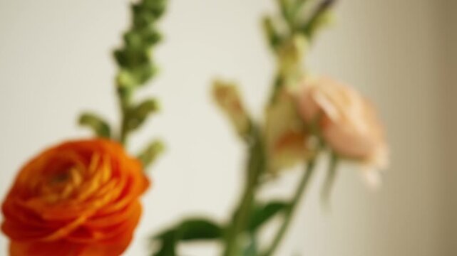 Colorful flower arrangement featuring orange and pink ranunculus. Snapdragons. And peonies in a striped vase. With the camera pulling back to reveal the full bouquet against a bright white background