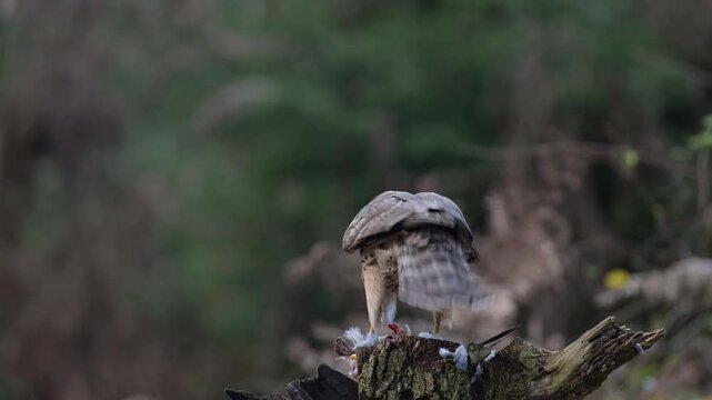 Goshawk sitting on a dead branch and eating a dead wood pigeon, autumn, birds of prey, north rhine westphalia, (accipiter gentilis), germany