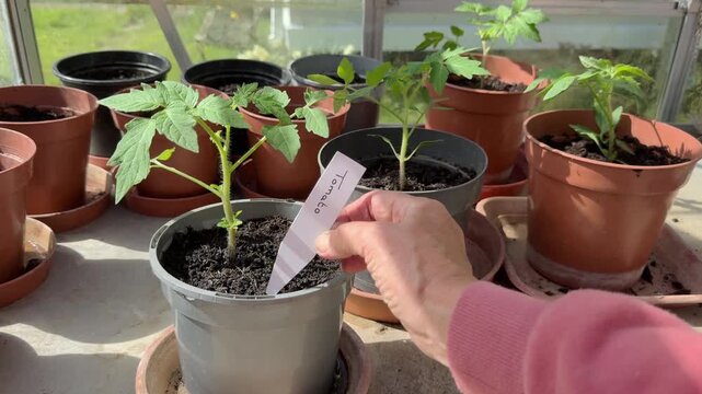 Woman's hand adding a tomato label to plant pot in a sunlit greenhouse