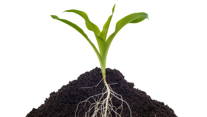 Green corn seedling with visible roots growing in dark soil, isolated on transparent background © Jonathan
