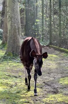Okapi, forest giraffe in forest 