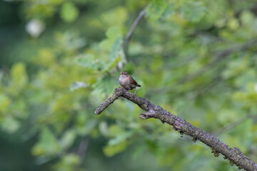 Obraz premium Eurasian Wren Singing on a Branch in Oasi Le Foppe Nature Reserve, Italy