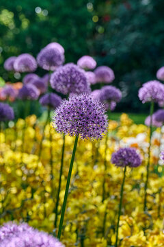 allium Violet Beauty in the sun with yellow daffodils in the background