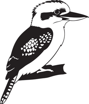 Kookaburra bird vector, Australian wildlife icon, laughing bird silhouette, and nature graphic. isolated transparent background