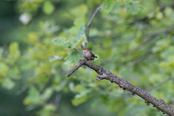 Obraz premium Eurasian Wren Singing on a Branch in Oasi Le Foppe Nature Reserve, Italy