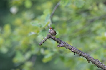 Obraz premium Eurasian Wren Singing on a Branch in Oasi Le Foppe Nature Reserve, Italy