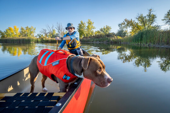 senior male is paddling canoe with a pit bull  dog in a life jacket, calm lake in Colorado in fall scenery