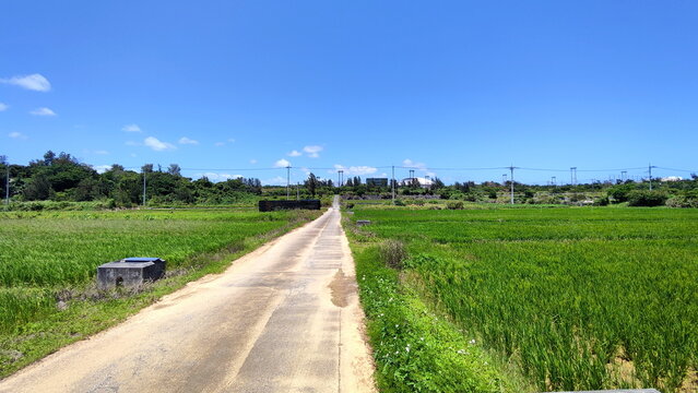 Old Asphalt Road goes between Green Rice Fields