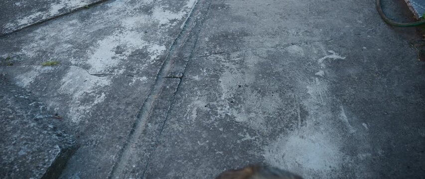 Rear view of a brown dog standing on a textured urban sidewalk, ears perked and gaze fixed ahead, conveys curiosity, alertness and quiet street exploration by a lone dog. 4K.
