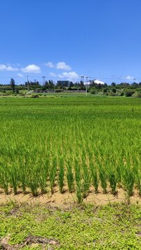 Green Rice Fields with Blue Sky and Some Clouds