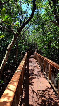 Wooden Bridge with Railings Goes Through Mangrove Forest