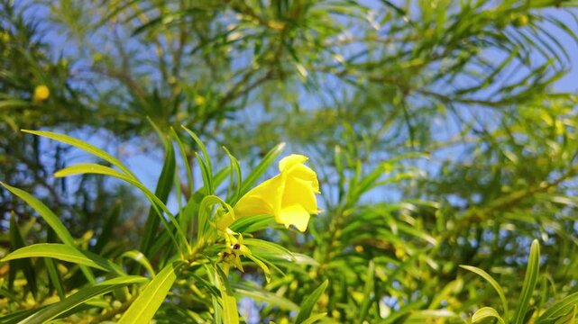 Bright yellow oleander flower blooms among green leaves with sunny garden background in antalya.
